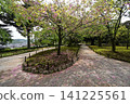 The beautiful greenery of Kenrokuen Garden in spring 141225561