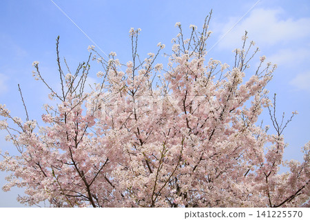 Cherry tree in full bloom  141225570