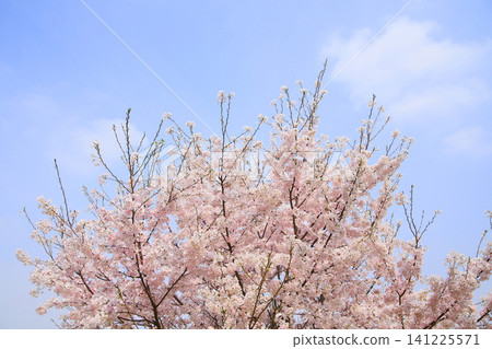 Cherry tree in full bloom Cherry tree in full bloom 141225571