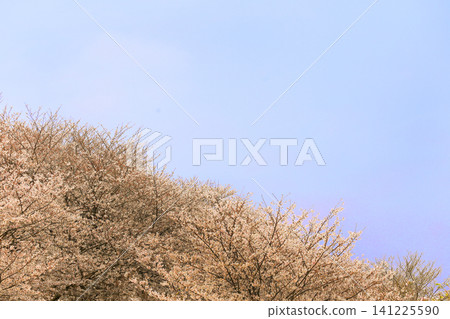 權道寺櫻花盛開 權道寺櫻花盛開 141225590