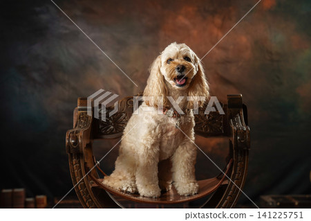 A simple studio portrait of a Cockapoo 141225751