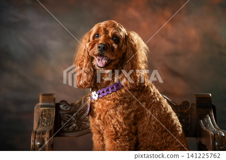 一張簡單的可卡犬影樓肖像照 一張簡單的可卡犬影樓肖像照 141225762