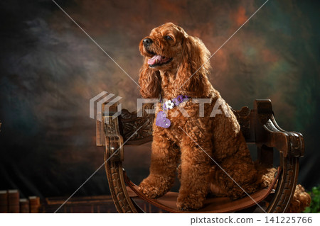 一張簡單的可卡犬影樓肖像照 一張簡單的可卡犬影樓肖像照 141225766