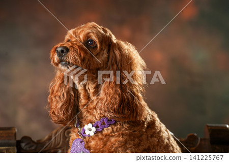 A simple studio portrait of a Cockapoo A simple studio portrait of a Cockapoo 141225767