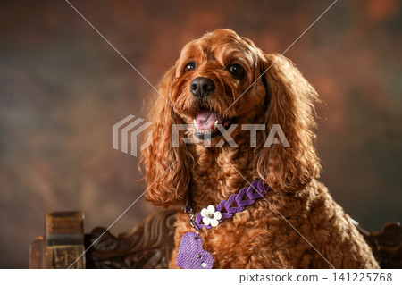 A simple studio portrait of a Cockapoo A simple studio portrait of a Cockapoo 141225768