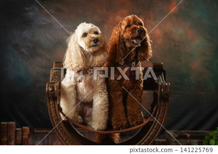 A simple studio portrait of a Cockapoo 141225769