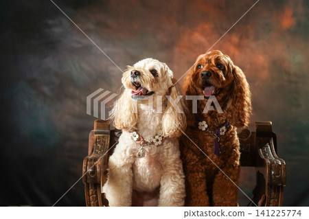 A simple studio portrait of a Cockapoo A simple studio portrait of a Cockapoo 141225774