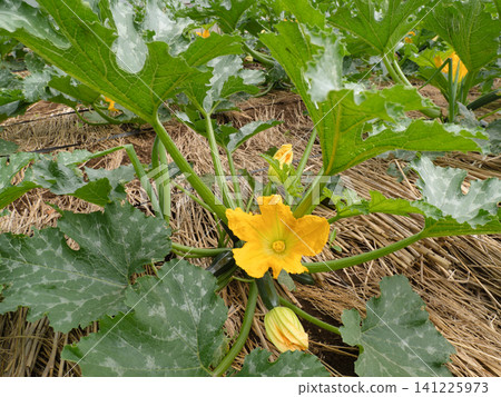 A zucchini field in bloom with yellow flowers. A zucchini field in bloom with yellow flowers. 141225973
