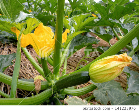 A zucchini field in bloom with yellow flowers. A zucchini field in bloom with yellow flowers. 141225976