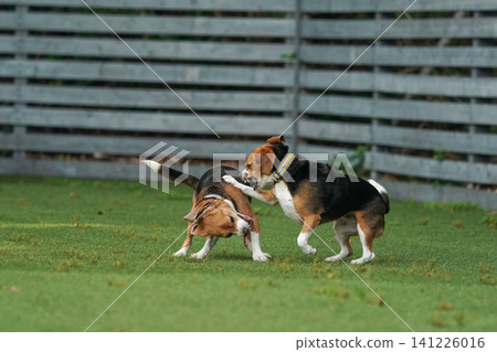 比格犬在狗公園奔跑玩耍 比格犬在狗公園奔跑玩耍 141226016