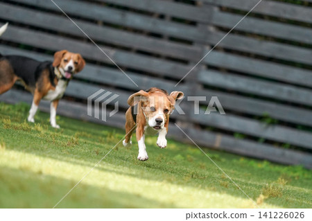 比格犬在狗公園奔跑玩耍 比格犬在狗公園奔跑玩耍 141226026