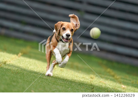 Beagles running around and playing in the dog park Beagles running around and playing in the dog park 141226029