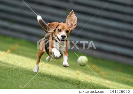 比格犬在狗公園奔跑玩耍 比格犬在狗公園奔跑玩耍 141226030