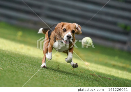 Beagles running around and playing in the dog park Beagles running around and playing in the dog park 141226031