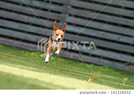 Beagles running around and playing in the dog park Beagles running around and playing in the dog park 141226032