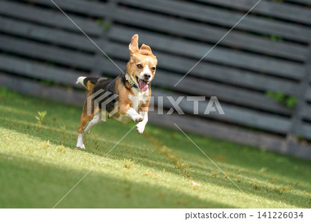 比格犬在狗公園奔跑玩耍 141226034