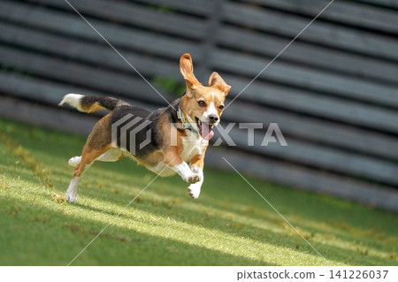 比格犬在狗公園奔跑玩耍 比格犬在狗公園奔跑玩耍 141226037