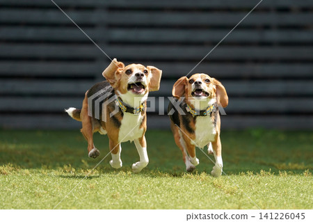 比格犬在狗公園奔跑玩耍 141226045