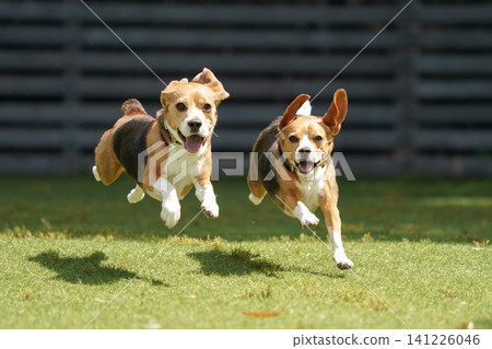 比格犬在狗公園奔跑玩耍 比格犬在狗公園奔跑玩耍 141226046