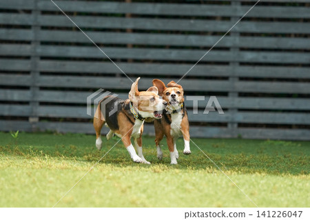 比格犬在狗公園奔跑玩耍 比格犬在狗公園奔跑玩耍 141226047