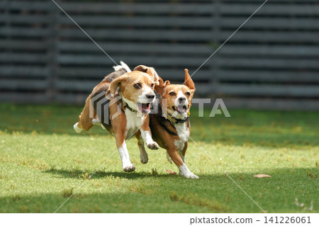 Beagles running around and playing in the dog park Beagles running around and playing in the dog park 141226061