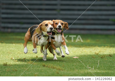 比格犬在狗公園奔跑玩耍 比格犬在狗公園奔跑玩耍 141226062