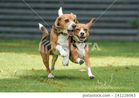 比格犬在狗公園奔跑玩耍 比格犬在狗公園奔跑玩耍 141226063
