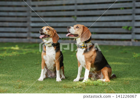 比格犬在狗公園奔跑玩耍 比格犬在狗公園奔跑玩耍 141226067