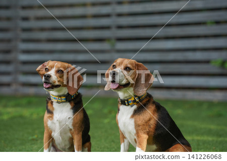 比格犬在狗公園奔跑玩耍 比格犬在狗公園奔跑玩耍 141226068