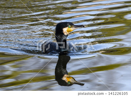 Cormorant swimming in the pond Cormorant swimming in the pond 141226105
