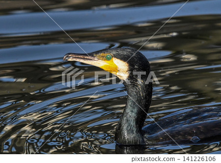 A profile view of a swimming cormorant A profile view of a swimming cormorant 141226106