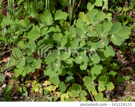 Medicinal plant: Peony root Medicinal plant: Peony root 141226123