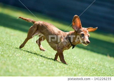 卡寧金臘腸犬在狗舍玩耍 卡寧金臘腸犬在狗舍玩耍 141226235