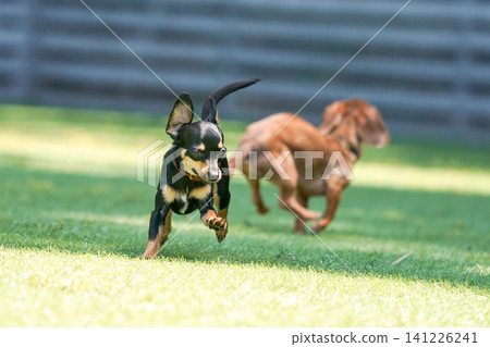 Kaninchen Dachshund playing in a dog run Kaninchen Dachshund playing in a dog run 141226241