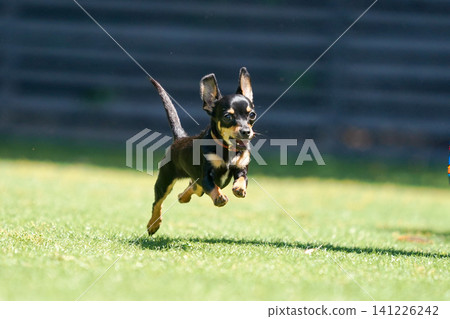 Kaninchen Dachshund playing in a dog run Kaninchen Dachshund playing in a dog run 141226242