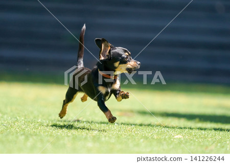 Kaninchen Dachshund playing in a dog run 141226244