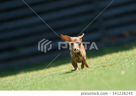 Kaninchen Dachshund playing in a dog run Kaninchen Dachshund playing in a dog run 141226245