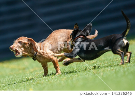 Kaninchen Dachshund playing in a dog run 141226246