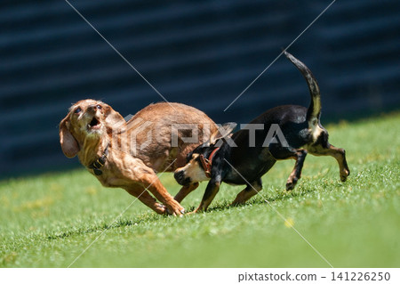卡寧金臘腸犬在狗舍玩耍 卡寧金臘腸犬在狗舍玩耍 141226250