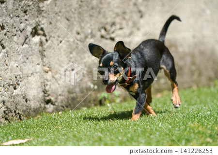 Kaninchen Dachshund playing in a dog run Kaninchen Dachshund playing in a dog run 141226253