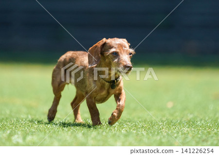 卡寧金臘腸犬在狗舍玩耍 卡寧金臘腸犬在狗舍玩耍 141226254
