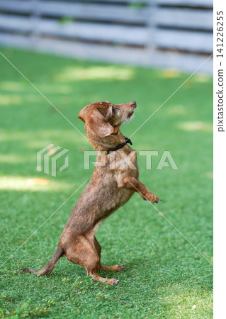 Kaninchen Dachshund playing in a dog run Kaninchen Dachshund playing in a dog run 141226255