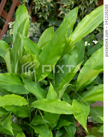 Leaves of alga Leaves of alga 141226288