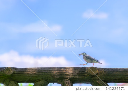 一隻椋鳥嘴裡叼著昆蟲,沿著柵欄行走,特寫鏡頭。 一隻椋鳥嘴裡叼著昆蟲,沿著柵欄行走,特寫鏡頭。 141226371