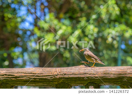 A close-up of a starling walking along a fence with an insect in its beak. A close-up of a starling walking along a fence with an insect in its beak. 141226372