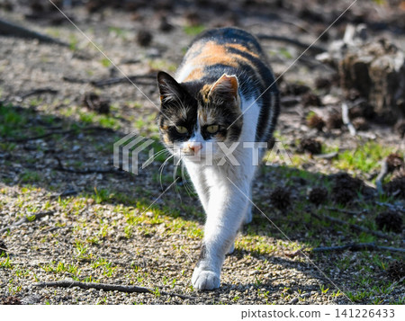 A calico cat approaches with a scary face A calico cat approaches with a scary face 141226433