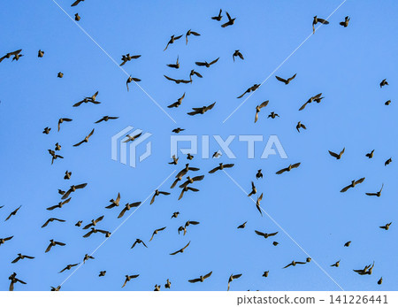 Bulbuls flying in a flock Bulbuls flying in a flock 141226441