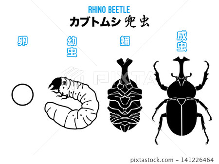 犀金龜的卵、幼蟲、蛹和成蟲的插圖。 犀金龜的卵、幼蟲、蛹和成蟲的插圖。 141226464