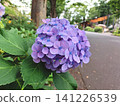 Purple hydrangeas along the sidewalk 141226539