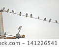 Many starlings gather on electric wires 141226541
